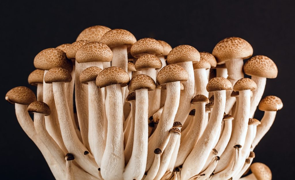 Magic mushroom fungus grows in mans blood