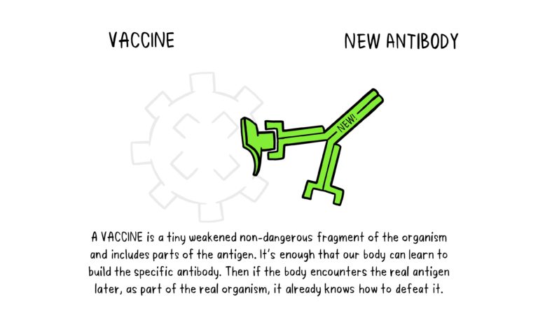 vaccines antibody illustration 02 29 oct